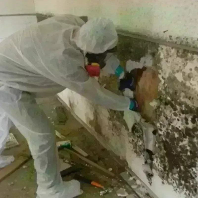 Mold Remediation and Removal in Hamburg, IA